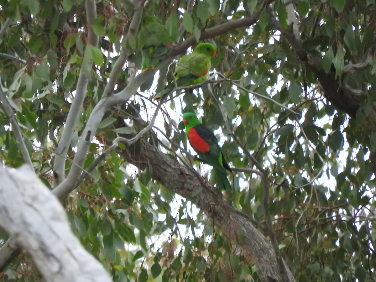 Red-winged Parrot - ML621532573