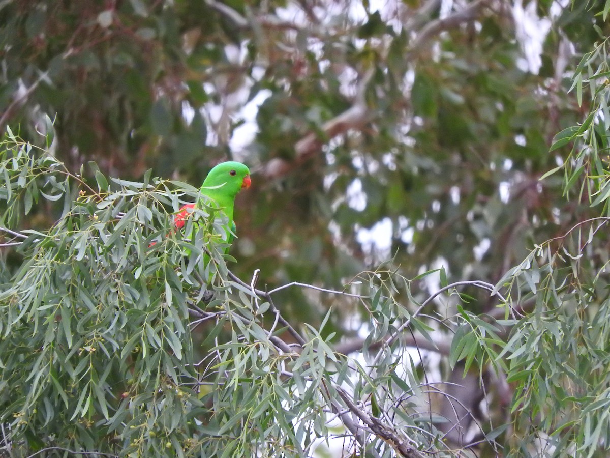 Red-winged Parrot - ML621532575