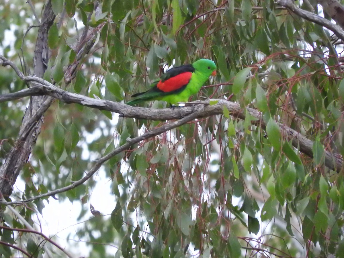 Red-winged Parrot - ML621532576
