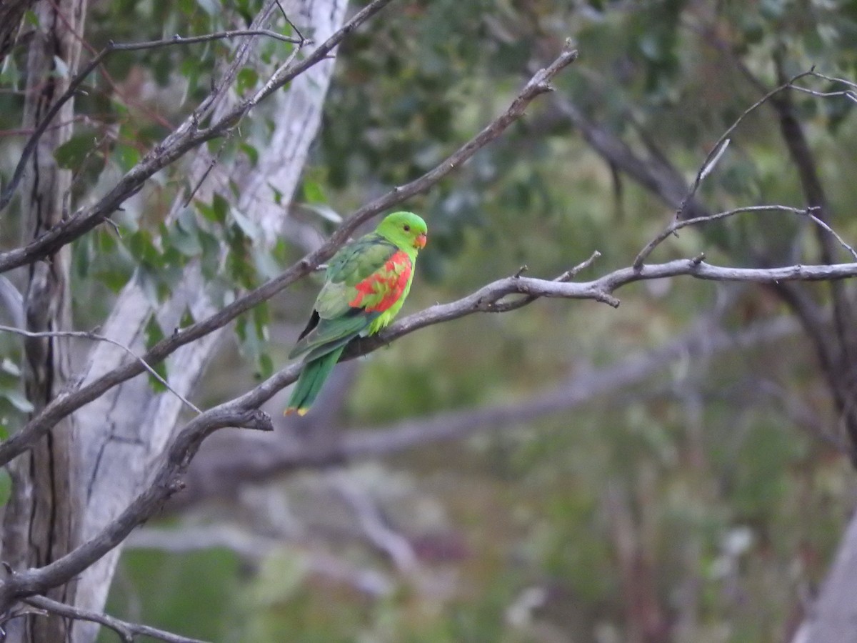 Red-winged Parrot - ML621532577