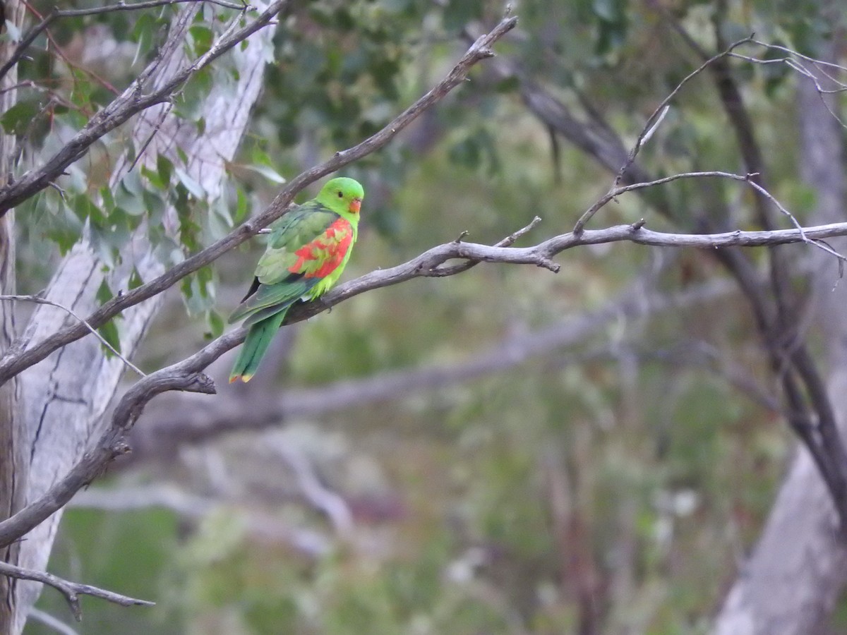 Red-winged Parrot - ML621532578
