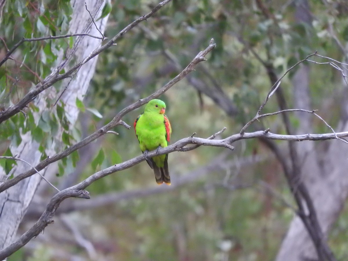 Red-winged Parrot - ML621532579