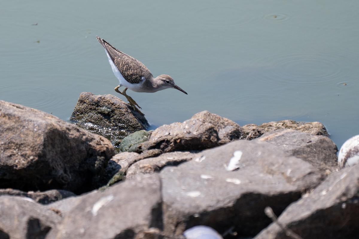 Spotted Sandpiper - Isaac Boardman