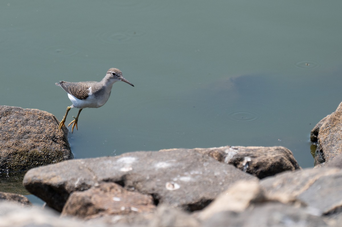 Spotted Sandpiper - Isaac Boardman