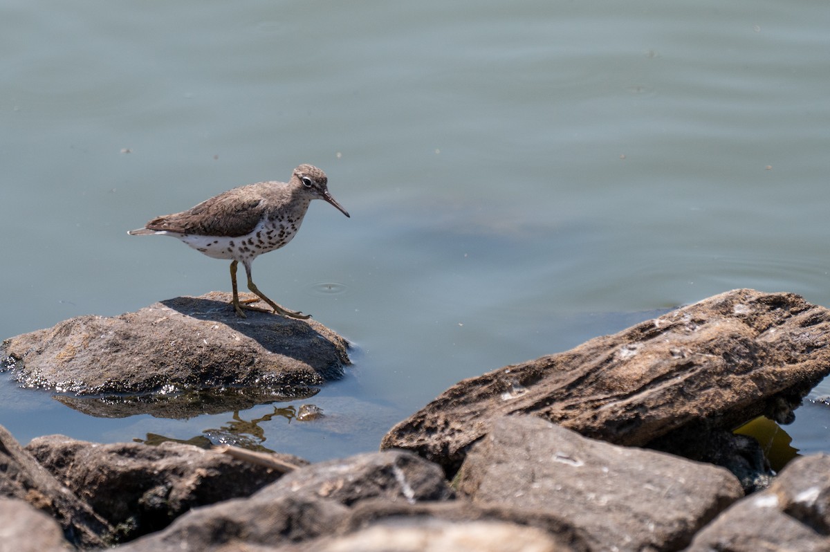 Spotted Sandpiper - Isaac Boardman