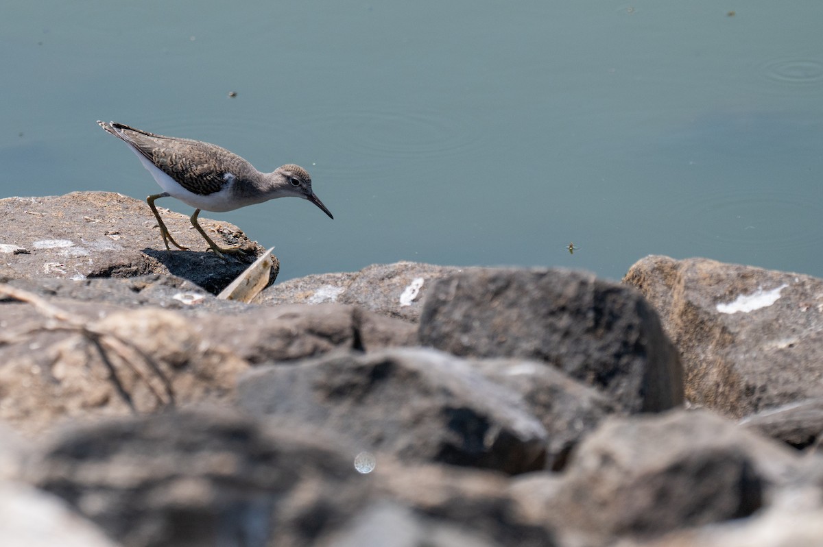 Spotted Sandpiper - Isaac Boardman