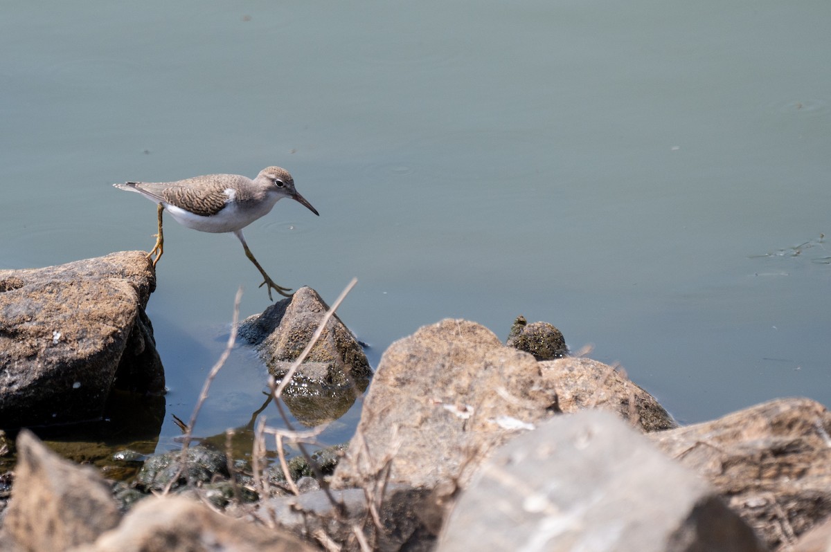 Spotted Sandpiper - Isaac Boardman