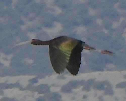 White-faced Ibis - ML621532604