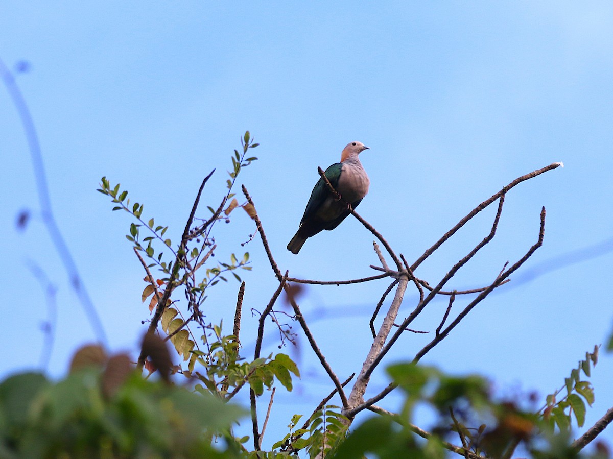 Green Imperial-Pigeon - ML621532605