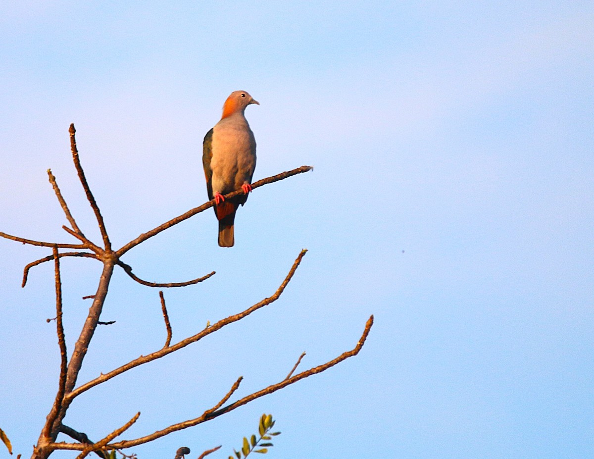 Green Imperial-Pigeon - ML621532606