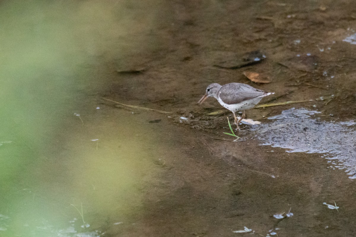 Spotted Sandpiper - Isaac Boardman