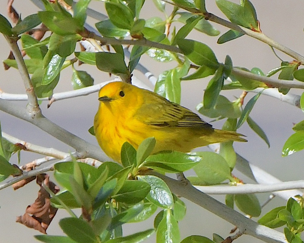 Yellow Warbler - ML621532663