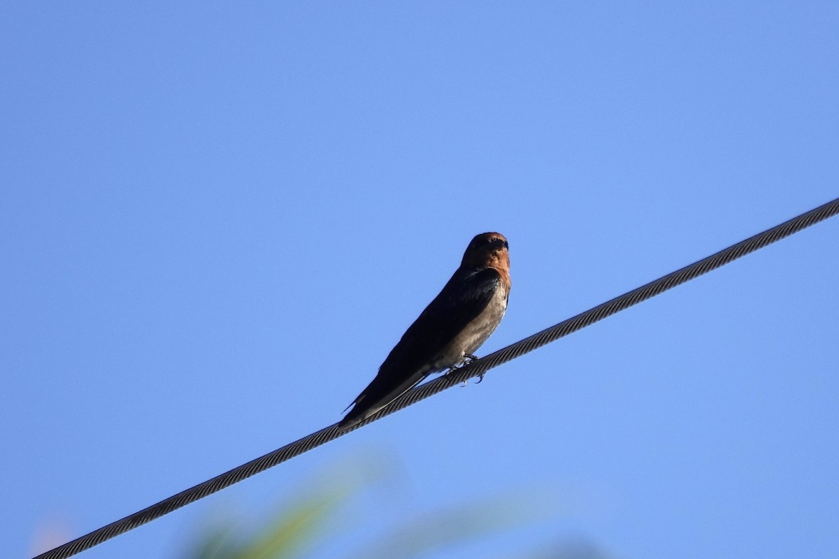 Pacific Swallow - ML621532667