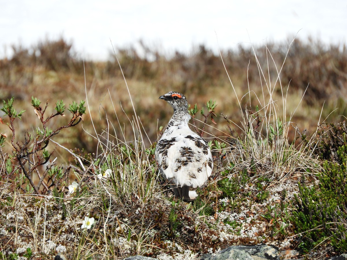Rock Ptarmigan - ML621532671