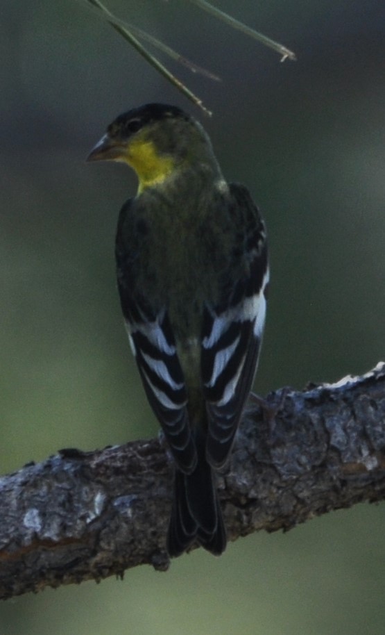 Lesser Goldfinch - ML621532676