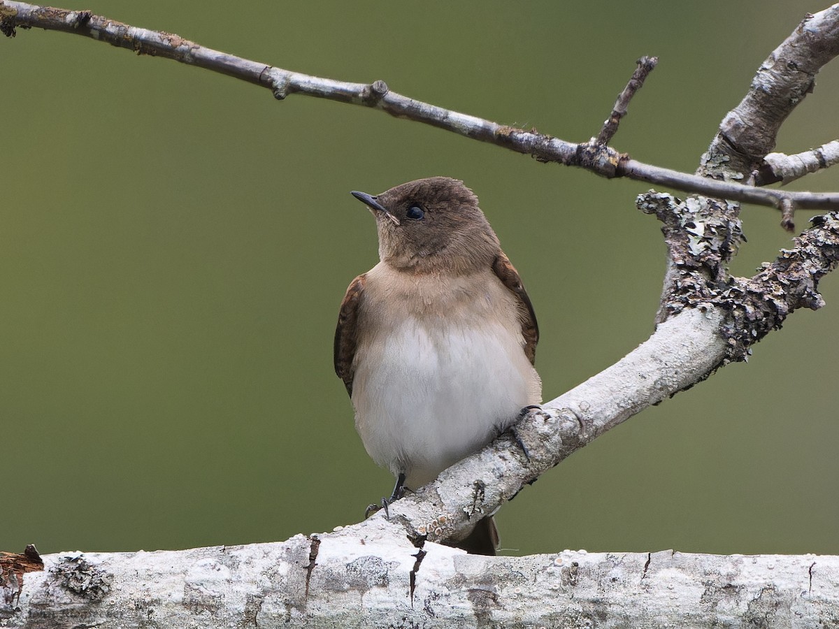 Northern Rough-winged Swallow - ML621532708