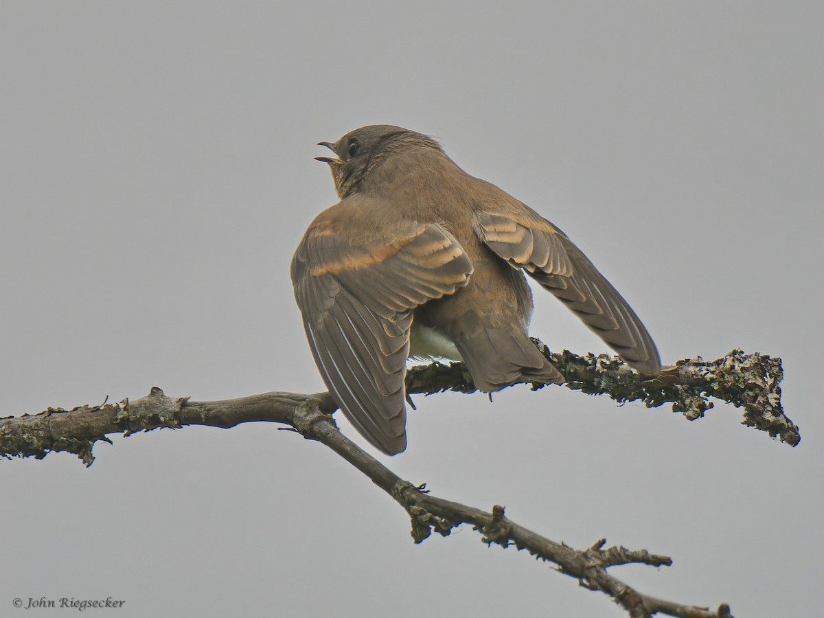 Northern Rough-winged Swallow - ML621532711