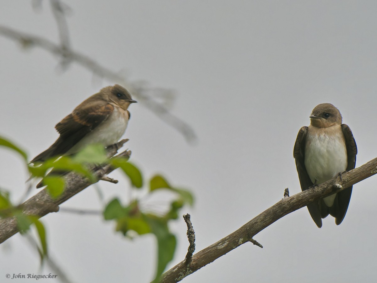 Northern Rough-winged Swallow - ML621532712