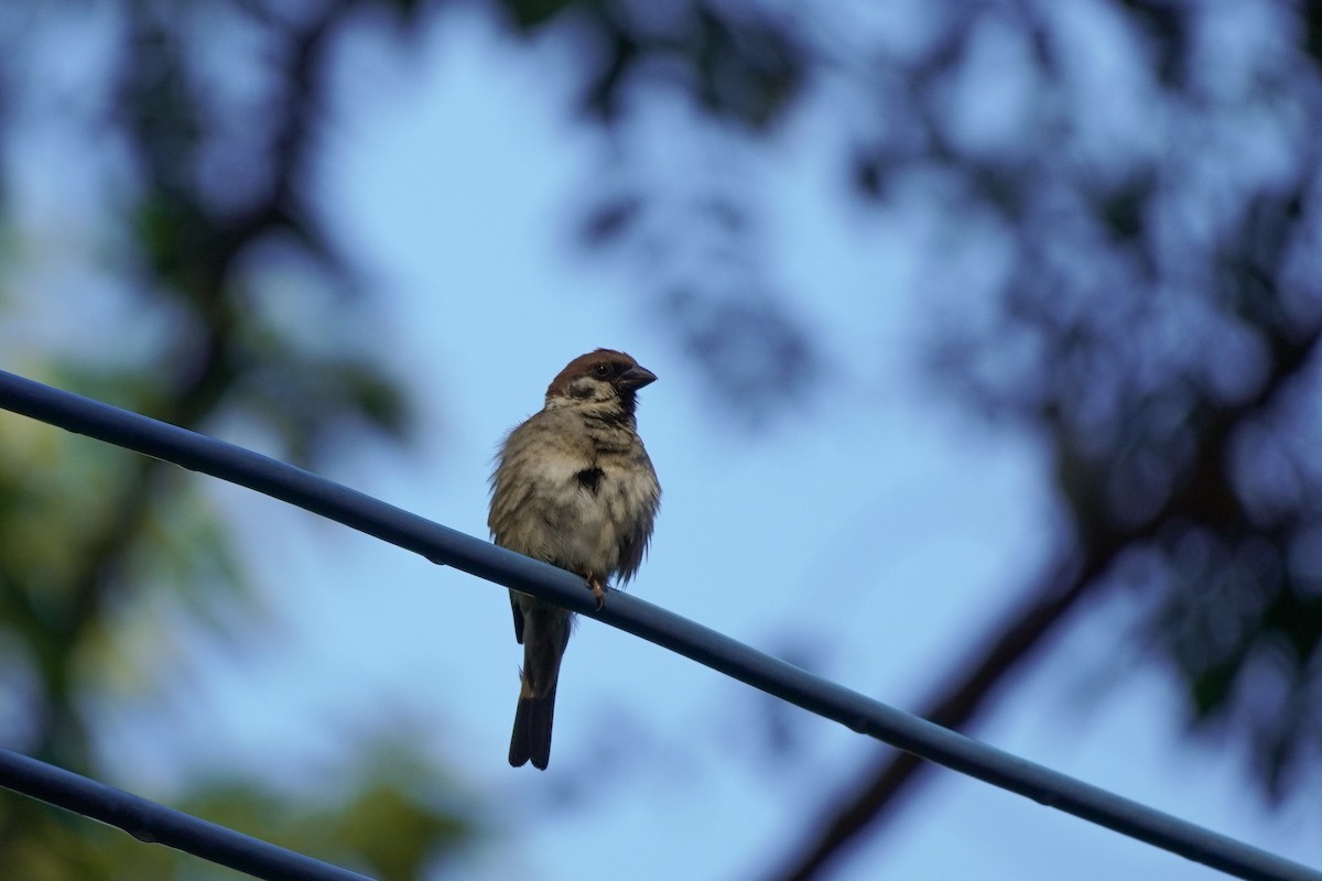 Eurasian Tree Sparrow - ML621532781