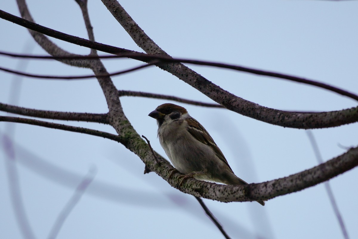 Eurasian Tree Sparrow - ML621532782