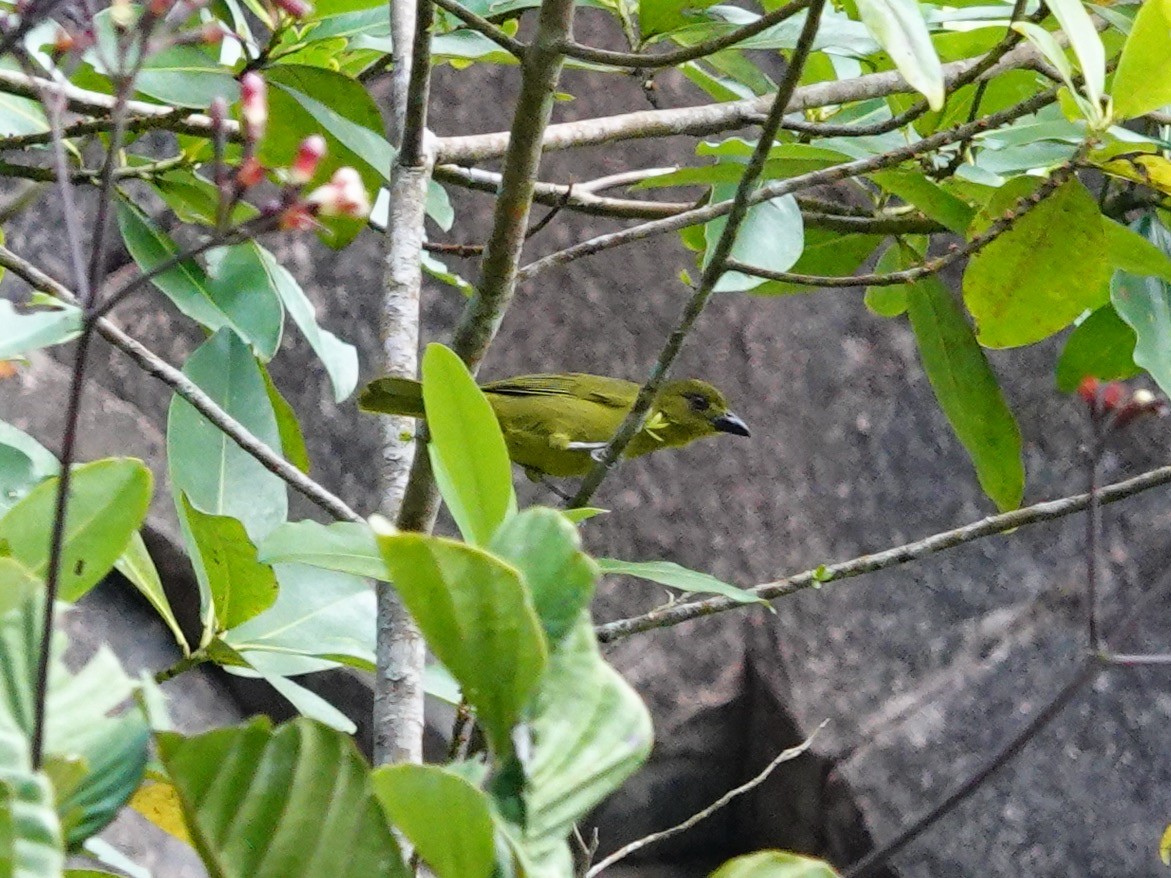 Yellow-lored Tanager - ML621532805