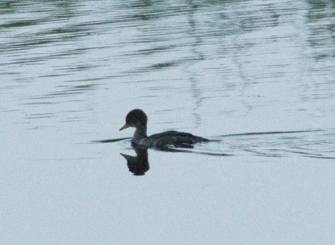 Red-necked Grebe - ML621532810