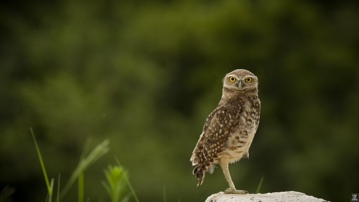 Burrowing Owl - ML621532812