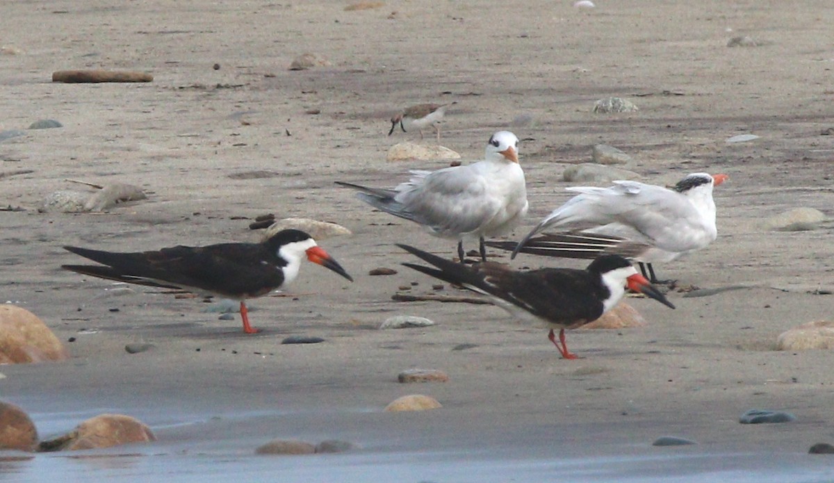 Black Skimmer (niger) - Liam Ragan