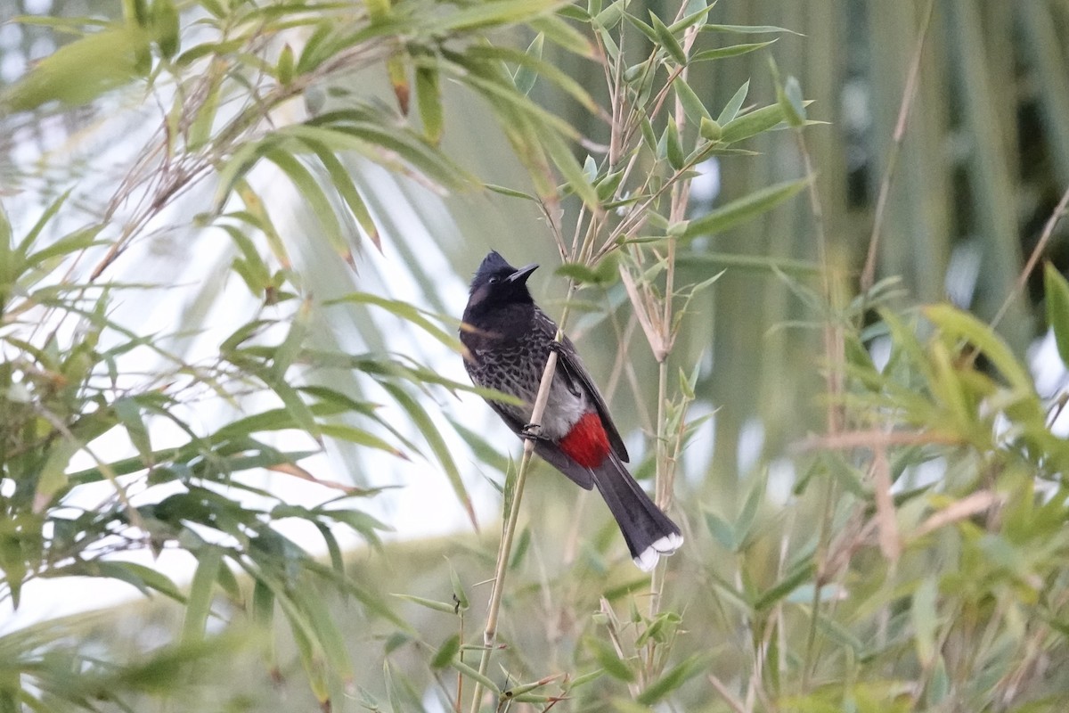 Red-vented Bulbul - ML621532882