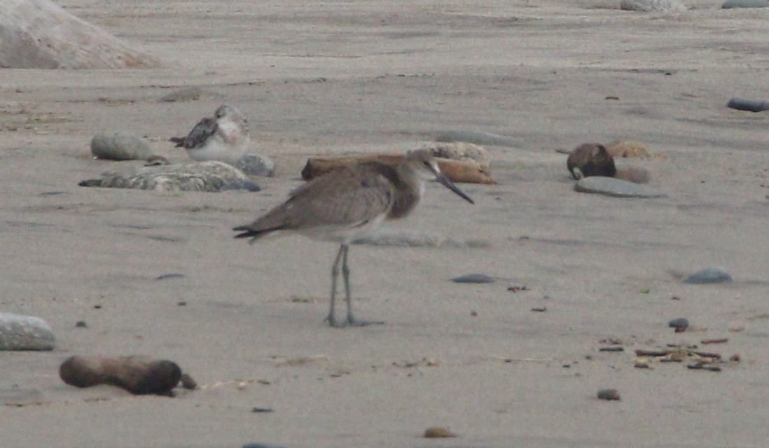 Willet (Western) - ML621532883