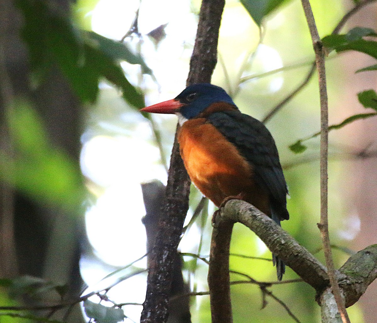 Green-backed Kingfisher - ML621532926