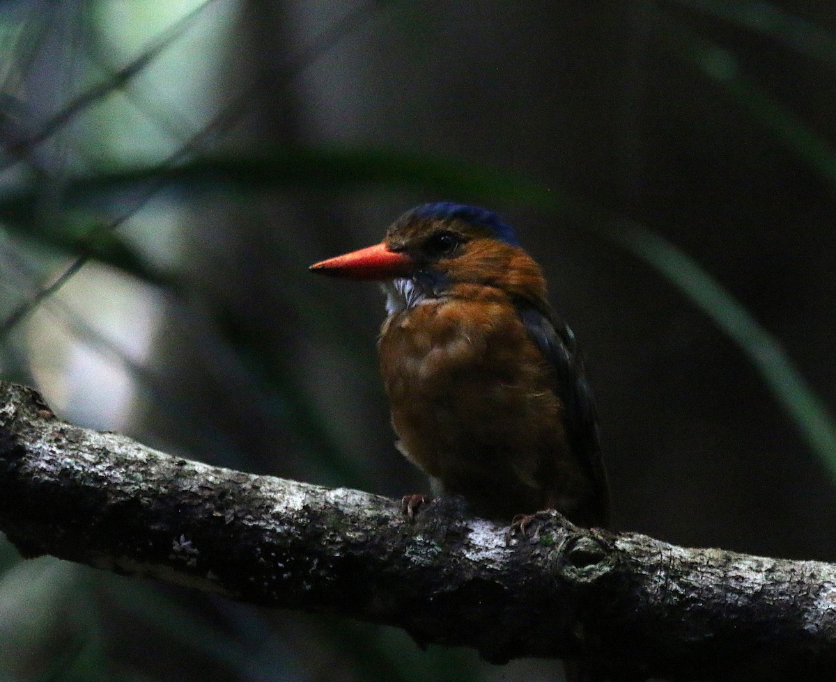 Green-backed Kingfisher - ML621532928