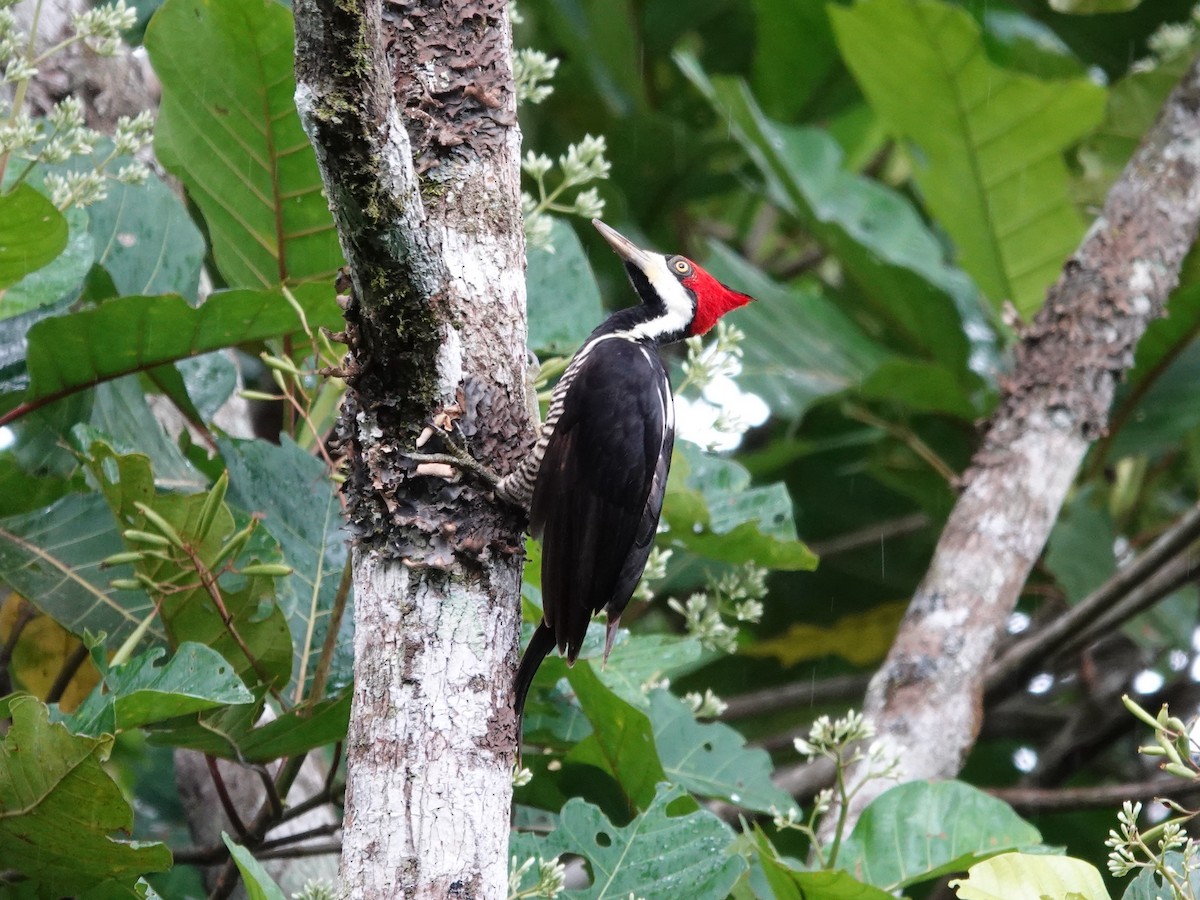 Crimson-crested Woodpecker - ML621532944