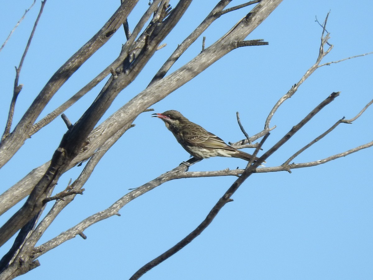 Spiny-cheeked Honeyeater - ML621532954