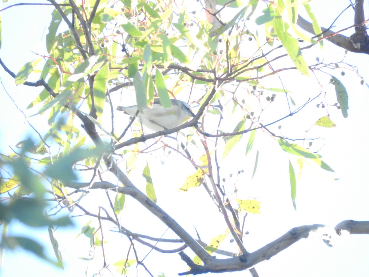 Striated Pardalote - ML621532956