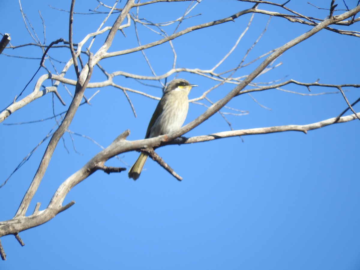 Singing Honeyeater - ML621532957