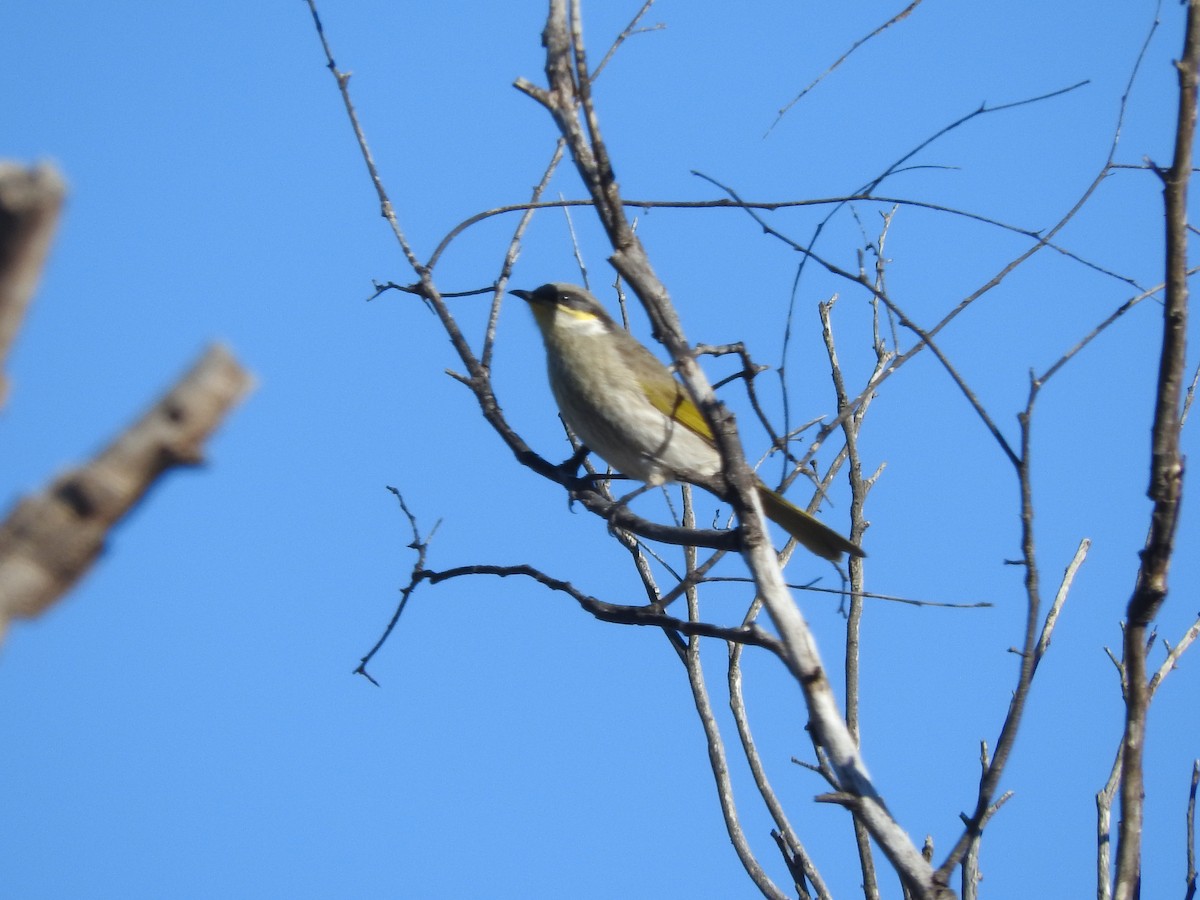 Singing Honeyeater - ML621532958