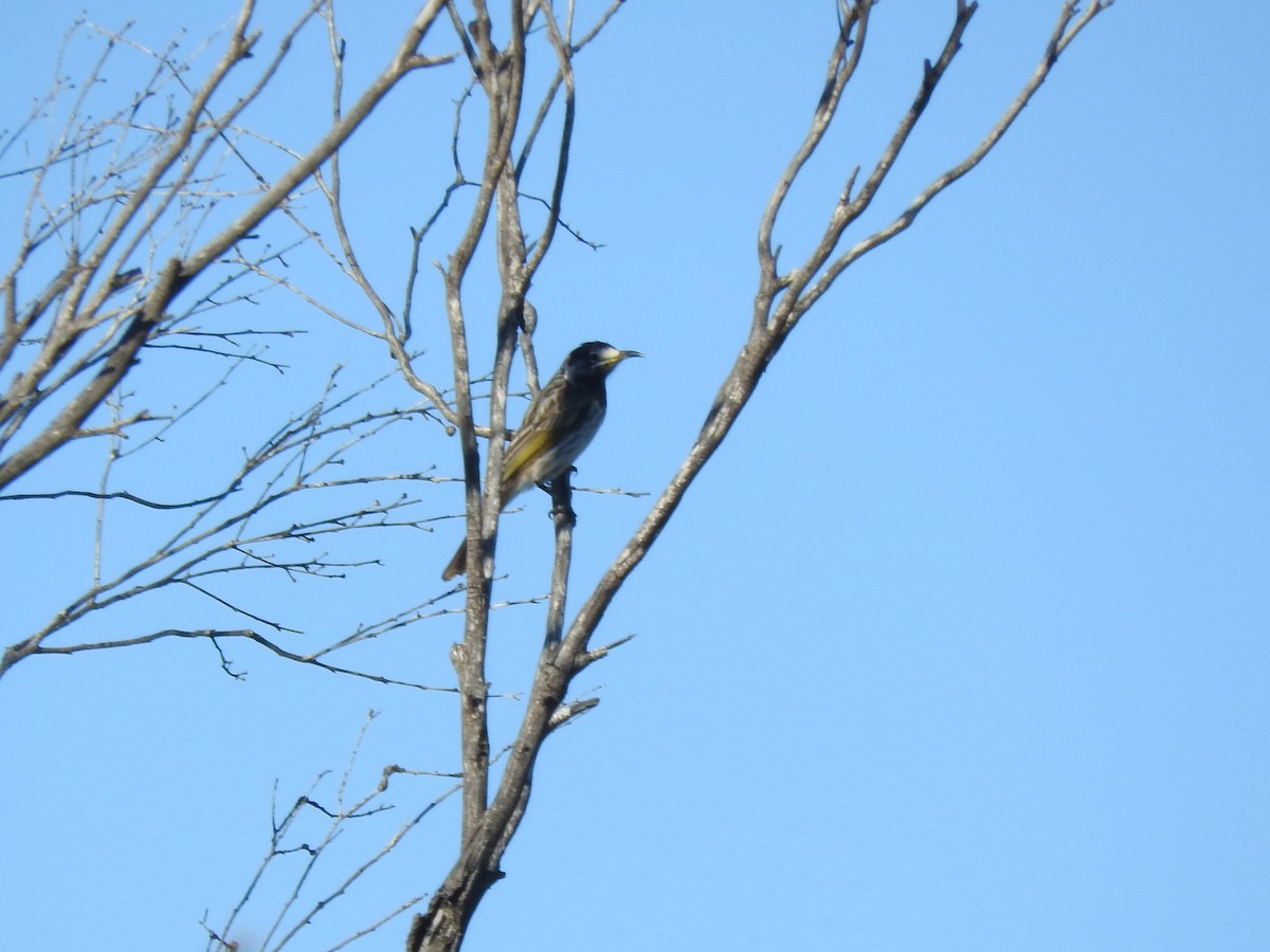 White-fronted Honeyeater - ML621532967