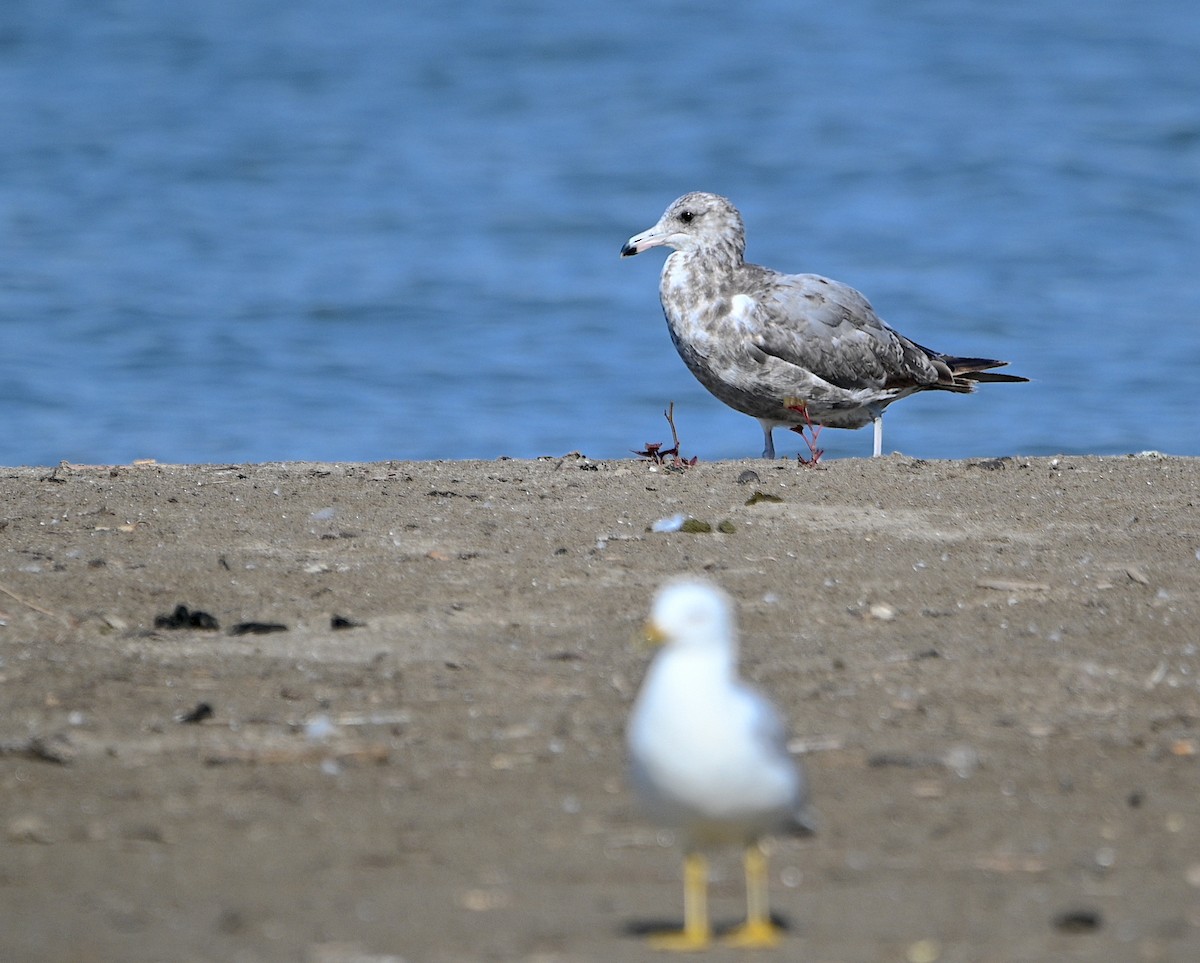 eBird Checklist - 15 Jul 2024 - Conneaut Sandspit - 20 species