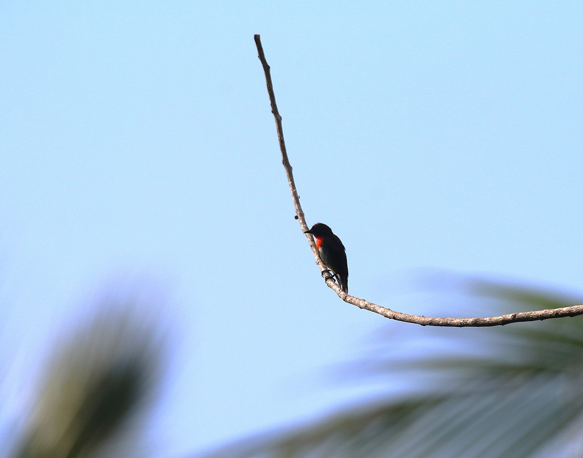 Gray-sided Flowerpecker - ML621533032