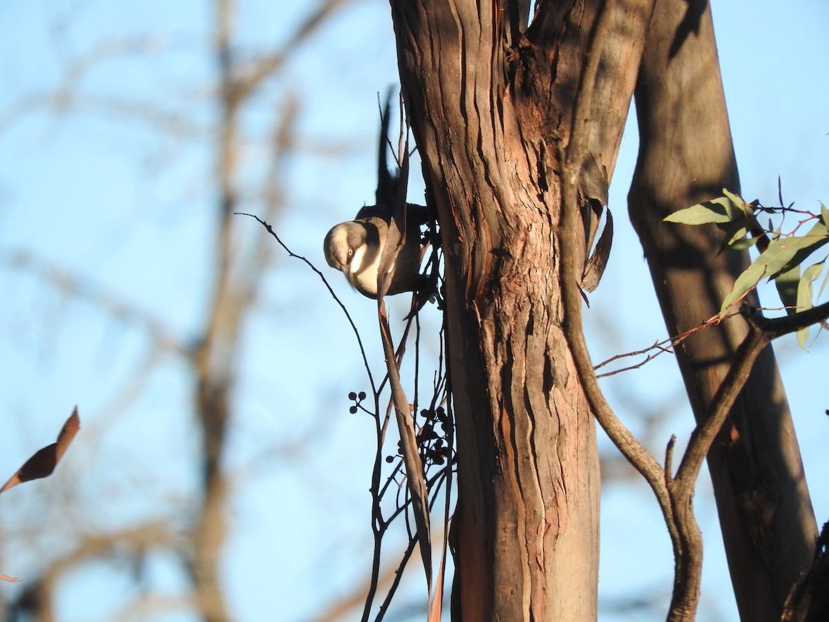 Gray-crowned Babbler - ML621533087
