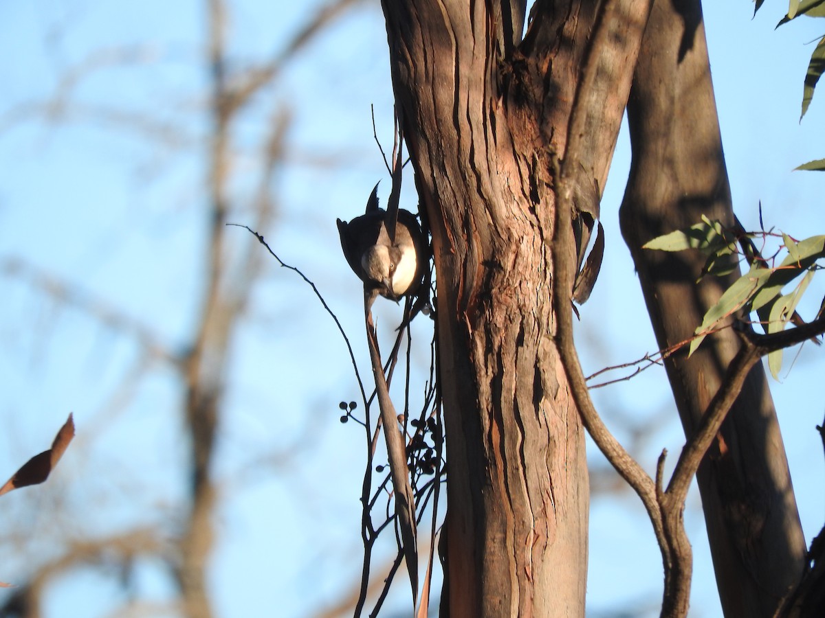 Gray-crowned Babbler - ML621533088