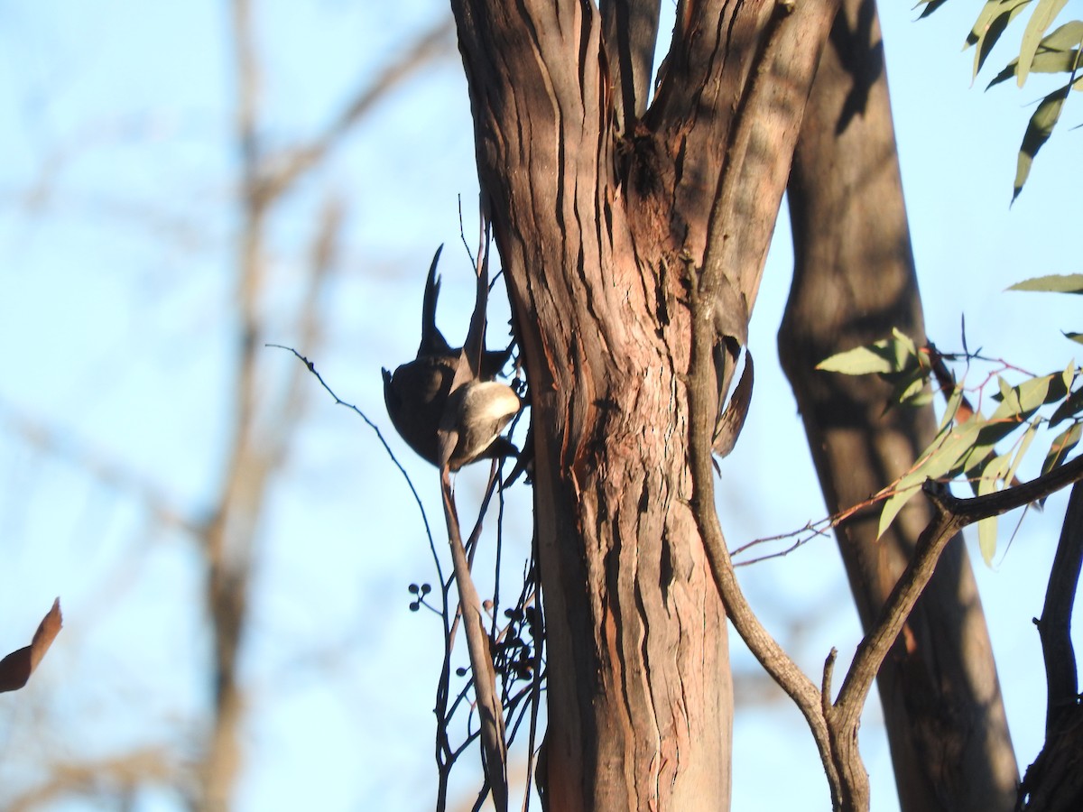 Gray-crowned Babbler - ML621533089