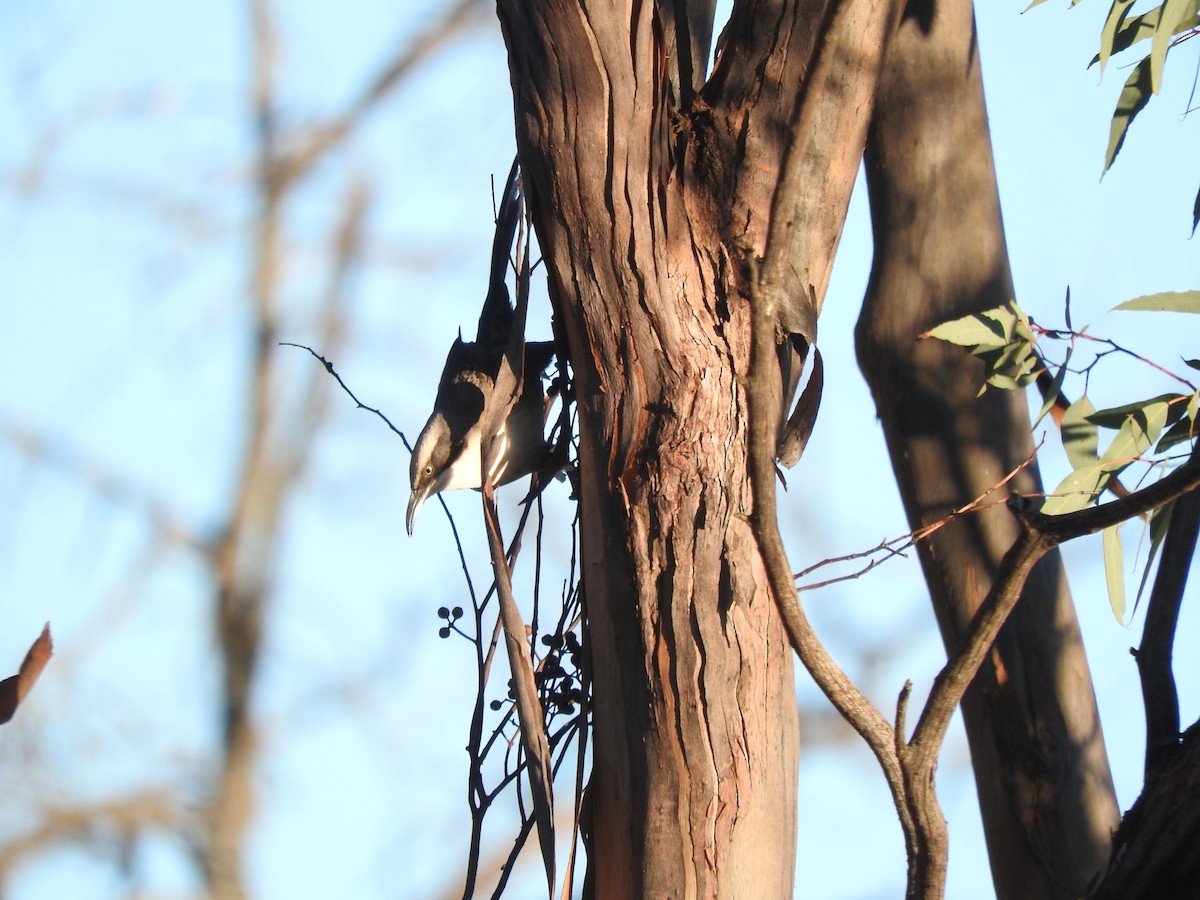 Gray-crowned Babbler - ML621533090