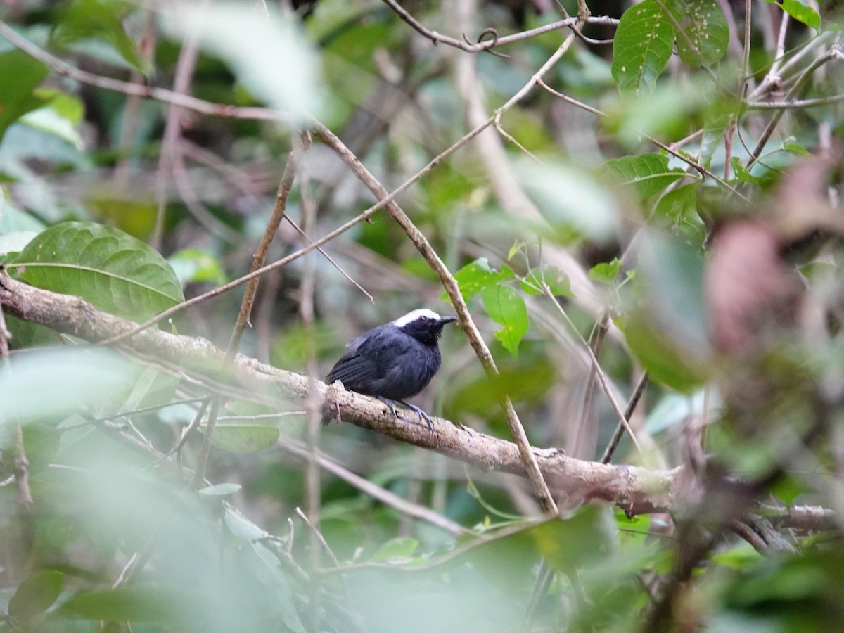 White-browed Antbird - ML621533093