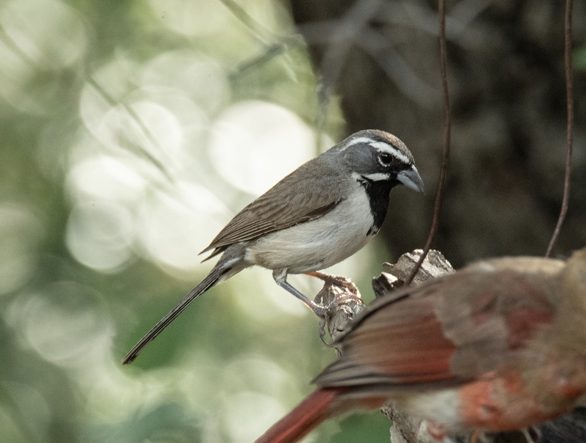 Black-throated Sparrow - ML621533094