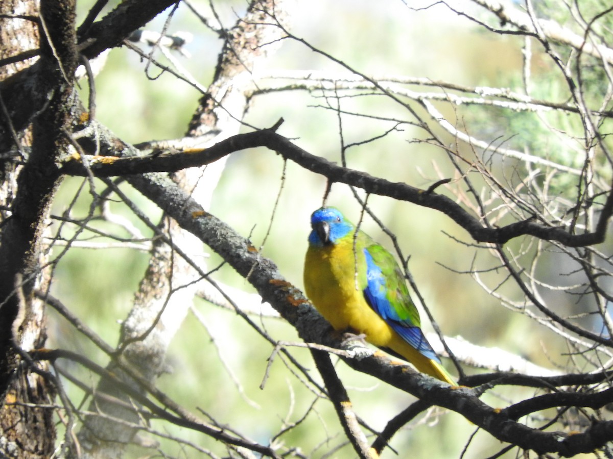 Turquoise Parrot - ML621533102