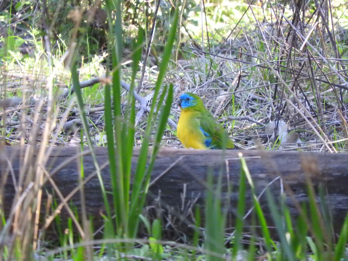 Turquoise Parrot - ML621533104