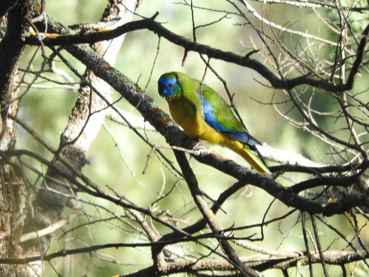 Turquoise Parrot - ML621533105