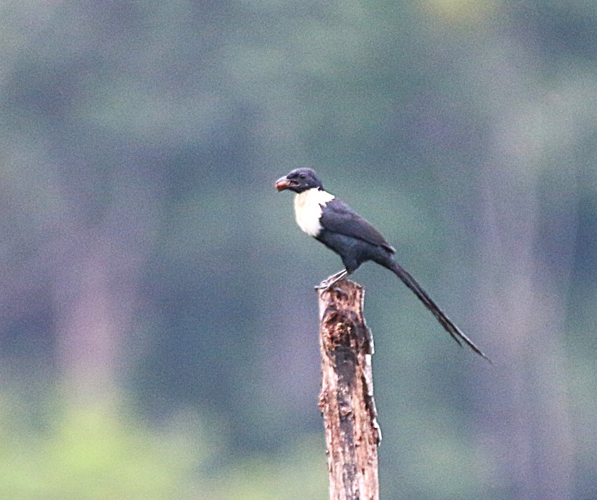 špaček bělokrký - ML621533111